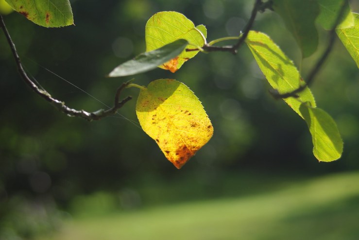 48679028336_c750f34231_b