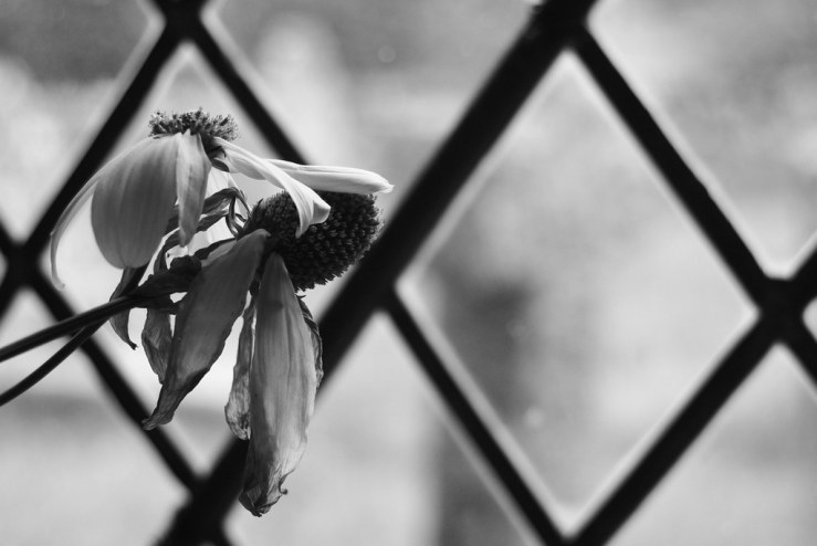 48718548971_1356417670_b