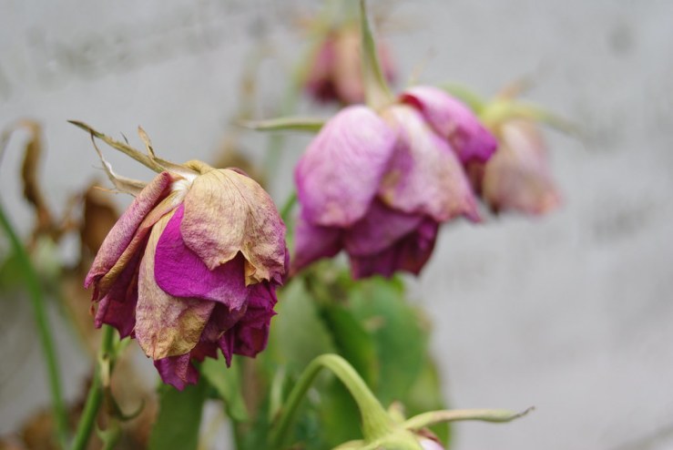 48722392453_4f7a47630b_b