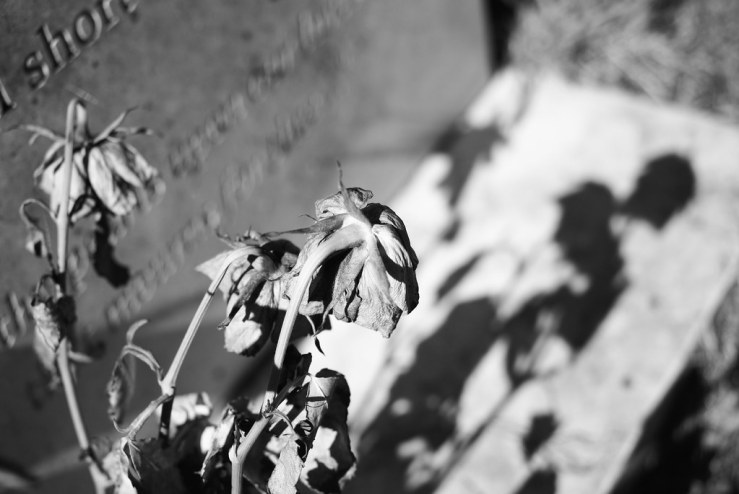 48727449733_1199d741d2_b