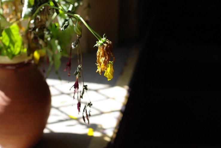 48727816337_6a00680a6d_b