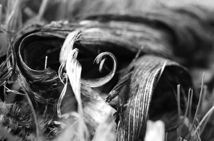 48860951371_9d572cfec9_b