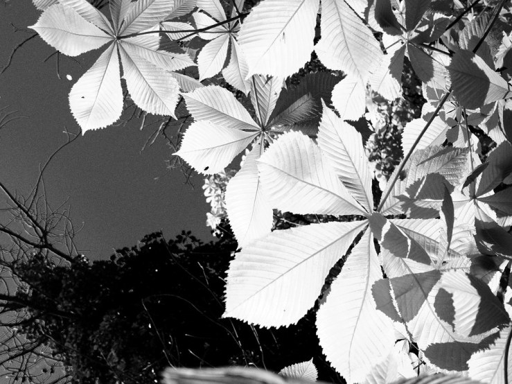 32875078207_5aea6a4ff8_b