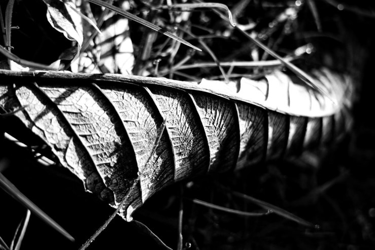 40657781744_6ffa19e0f5_b