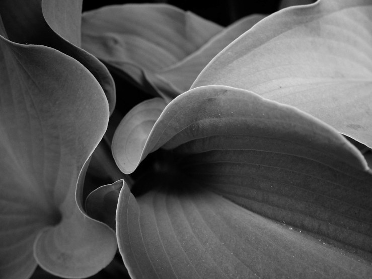 47973315488_bbdfa4a6a2_b