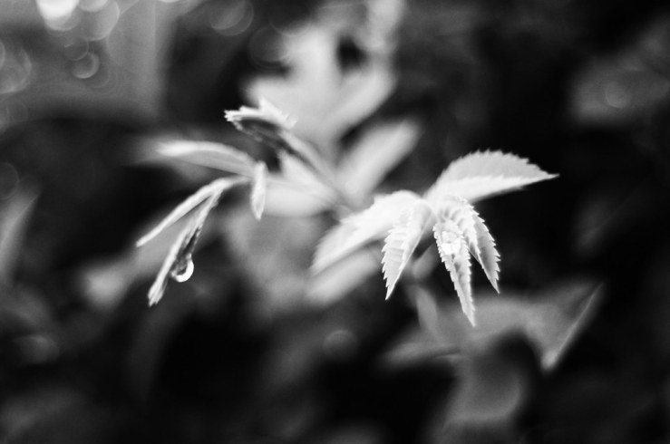 48086811888_e05da03775_b