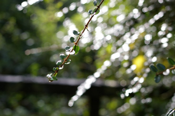 49002810651_0c4e32b2cc_b