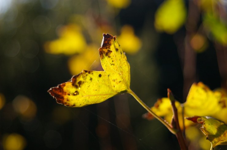 49033789972_842701aec2_b