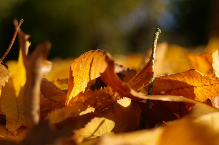 49037478846_62a52b880d_b