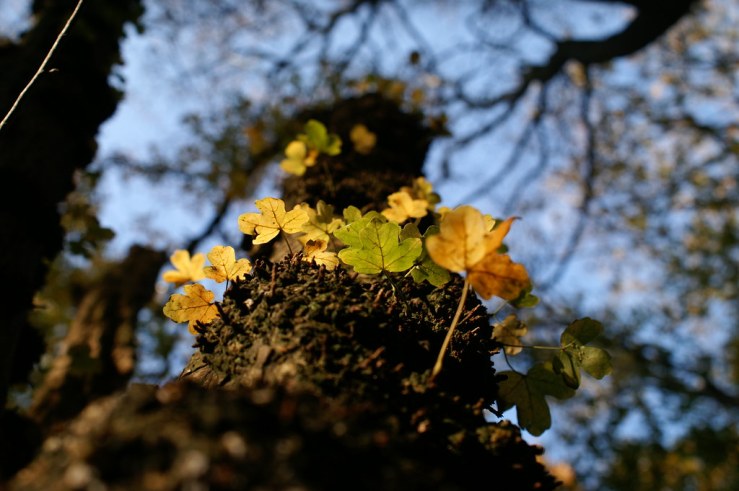 KONICA MINOLTA DIGITAL CAMERA