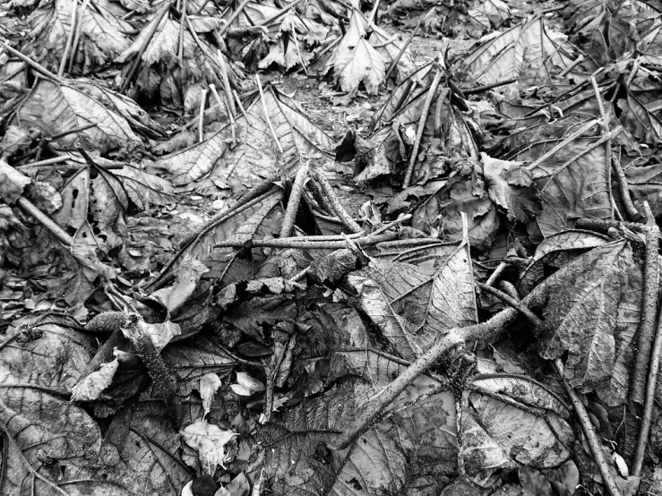 49090742458_00b1cfd5b7_b