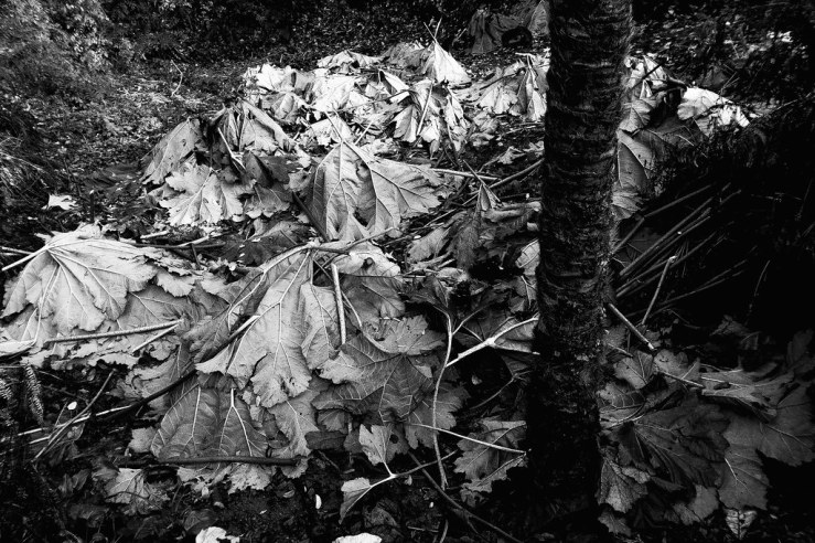 49091288391_c475bd2aed_b