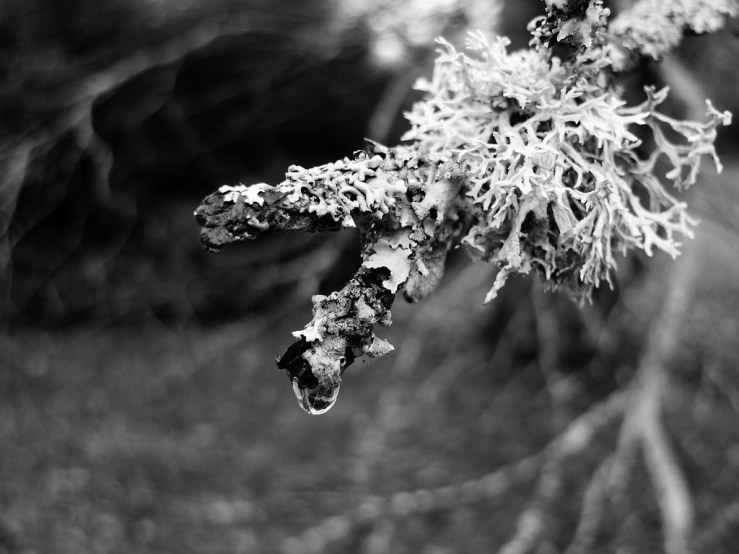 49111298258_6a4e913878_b