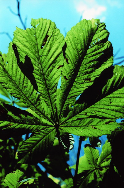 9649786951_2e6b2d01ef_z