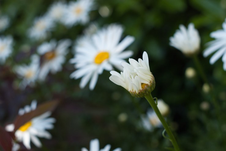 35301372781_d8b5aa896e_b