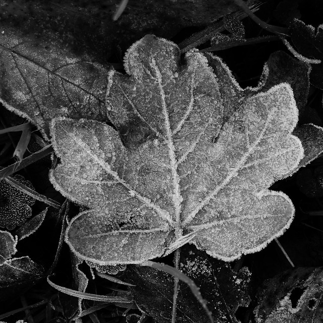 49184530152_d6f0208f6c_z