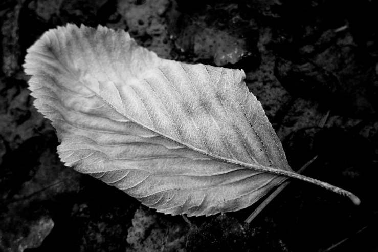 49214480288_3970327ecf_b