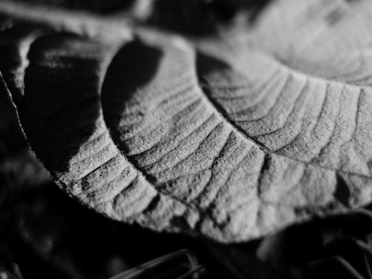 49214645867_02438cb33b_b