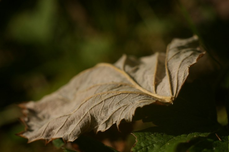 48631181166_e212d93845_b