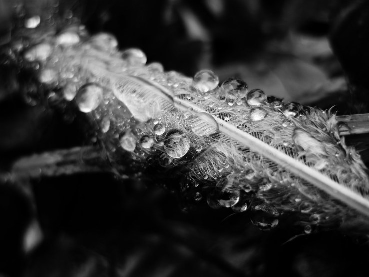 49111297903_b242fc02da_b