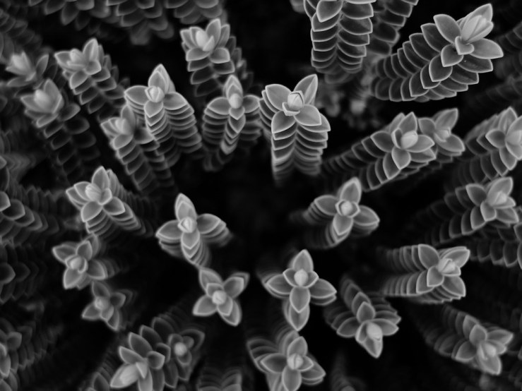 49346513246_43d53a4d95_b