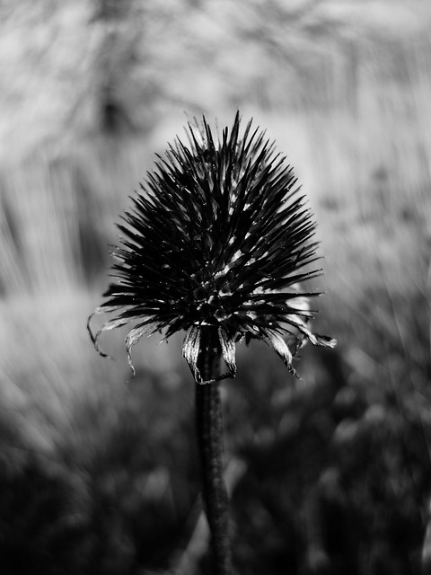 49346726327_7506309953_z