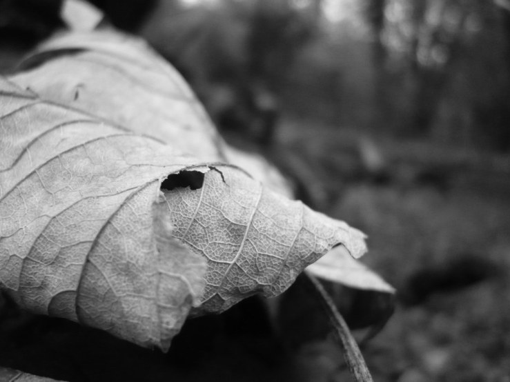 49385314838_6ef1282d89_b