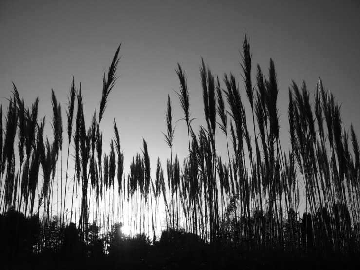 49385979477_b45aec2dcc_b