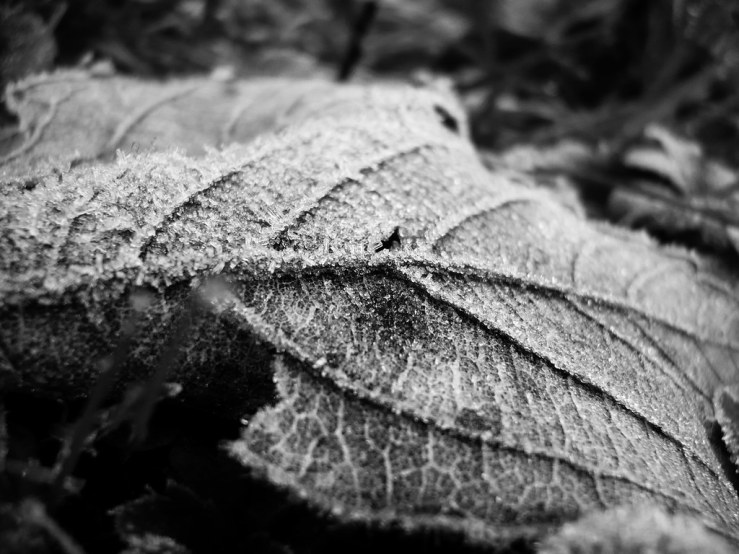 49434012446_f74dc12f61_b