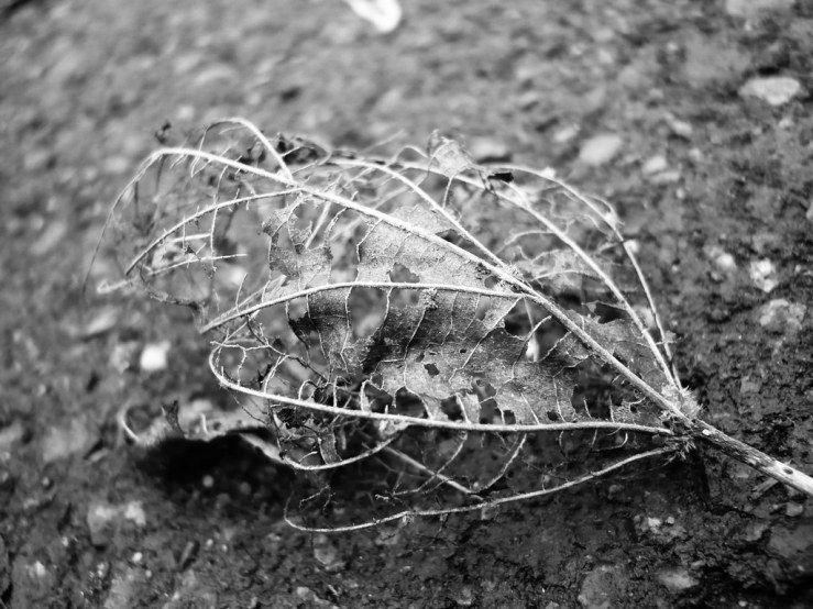 49440193018_42fd14dd44_b