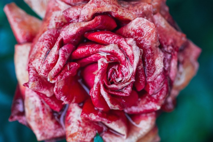 32350398990_47457b47f2_b