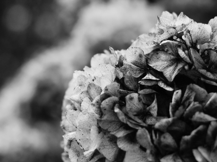 40576129703_da691a3a79_b