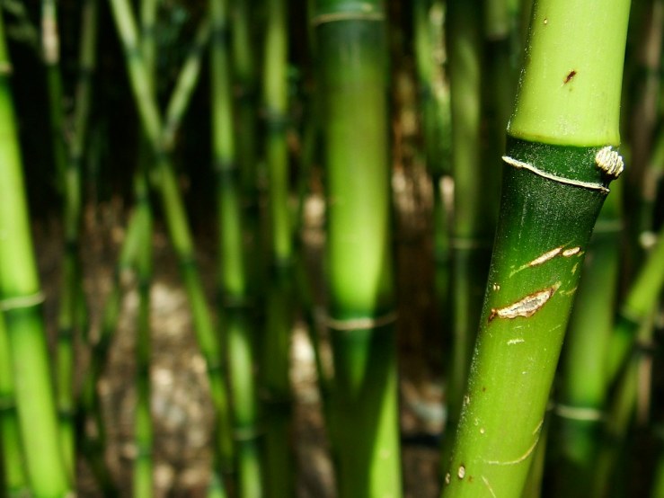 47925211966_ec85725fdc_b