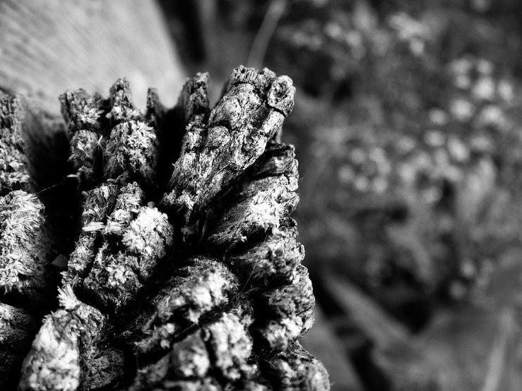 47953625461_767c246495_b