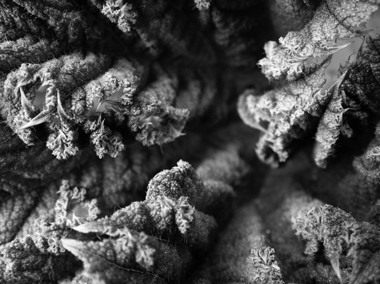 47953630661_c96f672922_b