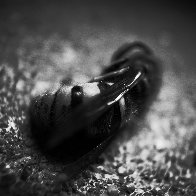 49516862158_8a46646979_z