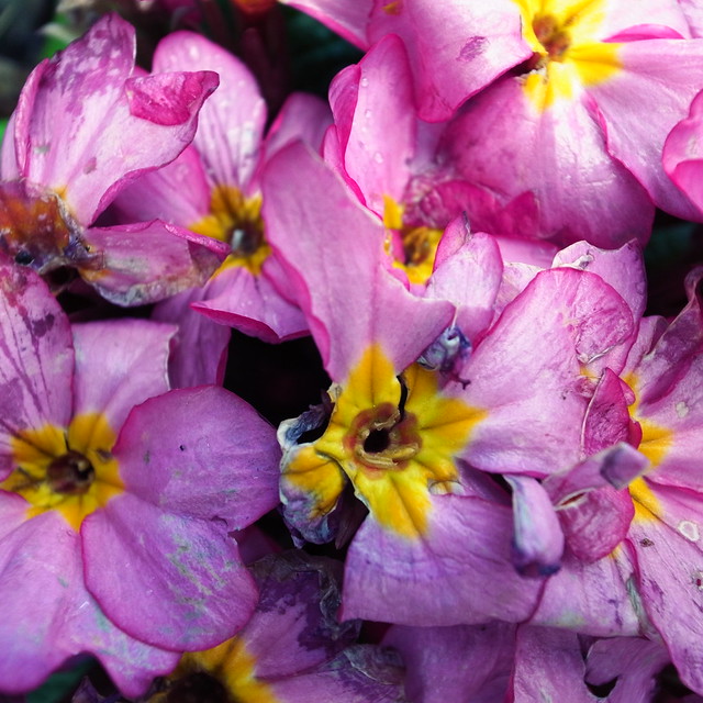 49599732178_97487d57a8_z