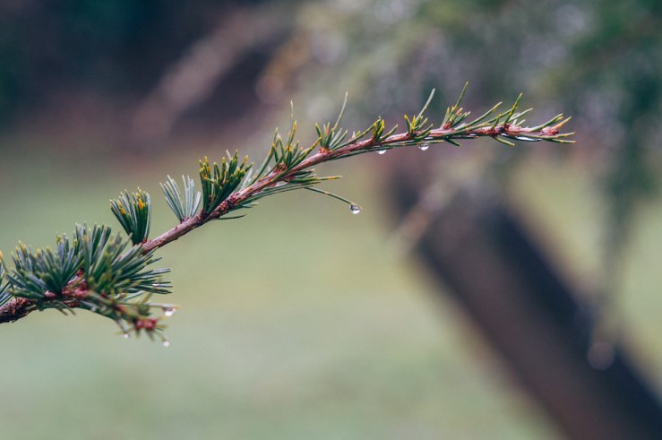 32011851832_b1864eb2fe_b