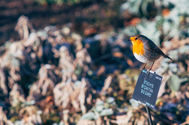 32465955555_a969d005ae_b