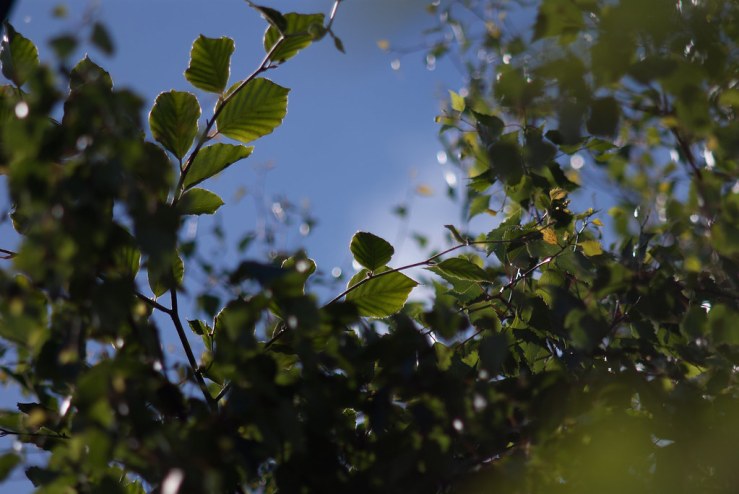 34352459933_75144784af_b