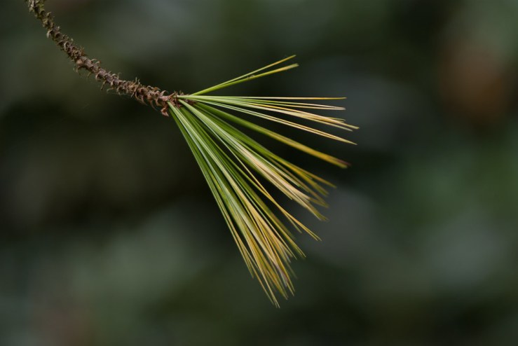 34542545740_ff70c83512_b