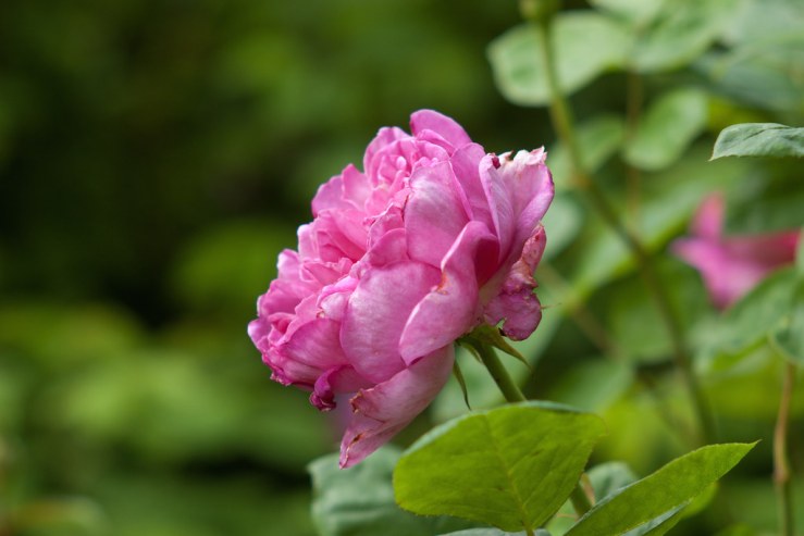 35179753246_f77ed3c876_b