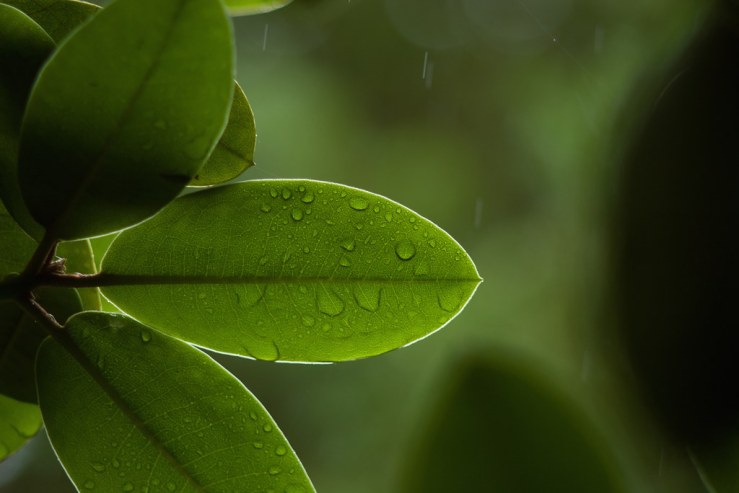 35341690572_c94c760ab8_b