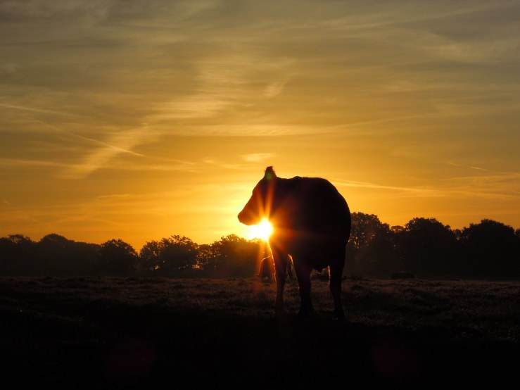 8044123038_d82597cd67_b