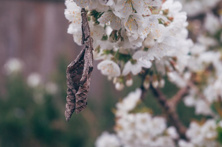 33684038212_77534f1364_b