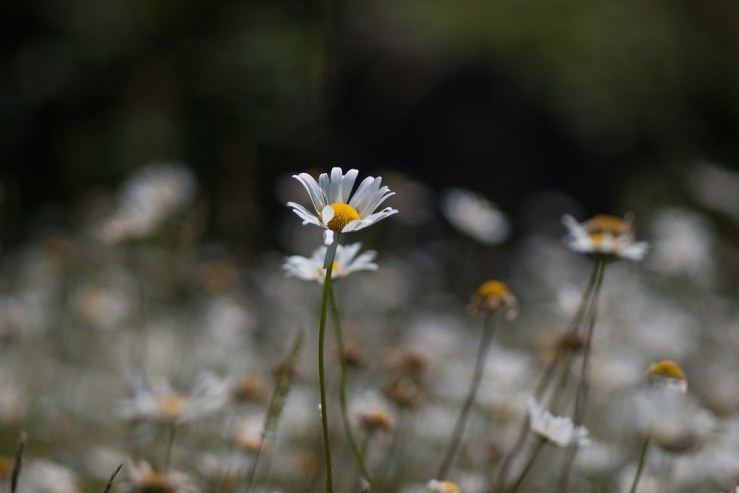 34467545634_595e7591aa_b