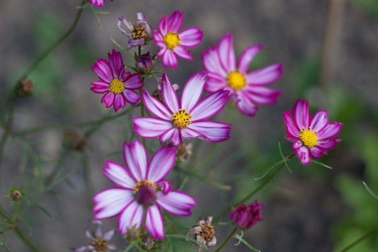 34980716764_193640d126_b