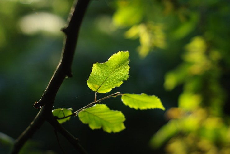 48678688483_475498fd0d_b