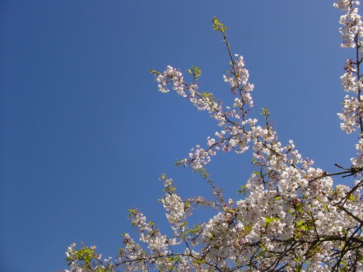 49737544816_4e4eeaa926_b