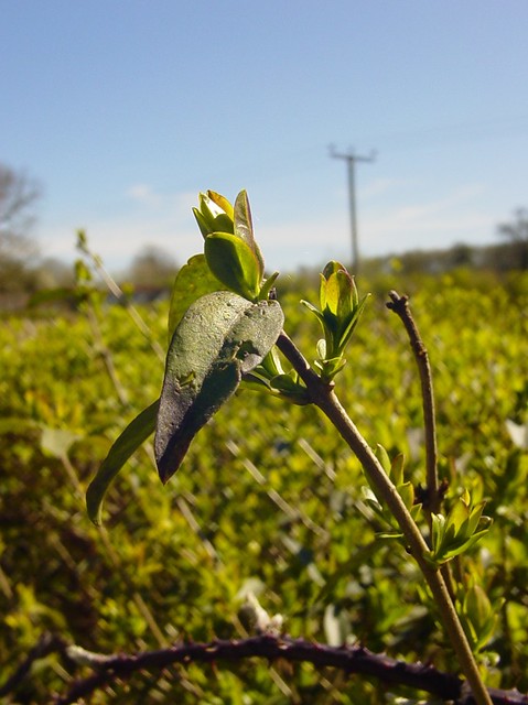 49737875387_effc1188fd_z